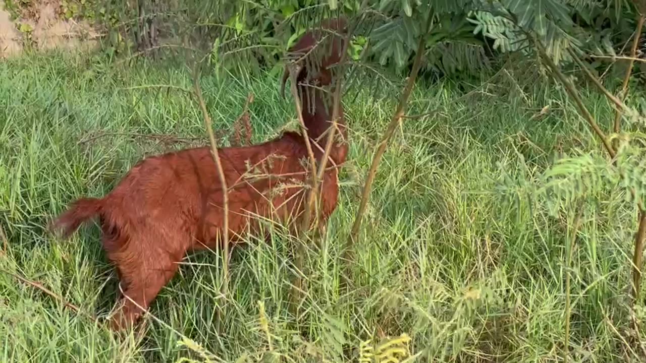 so beautiful and love red goat