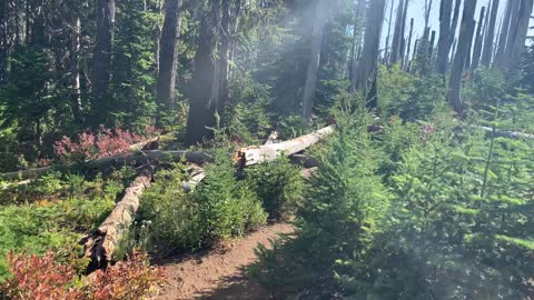 Central Oregon - Mount Jefferson Wilderness - Life Overcoming Forest Fires
