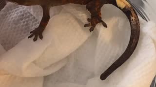 Crested gecko shipping