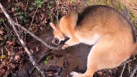 Cachorro brincando