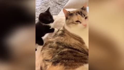 Funny Animal Videos 2023 😂 - Funniest Cats Videos 😺😍