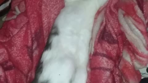 Naughty kitten funny sleeping💤