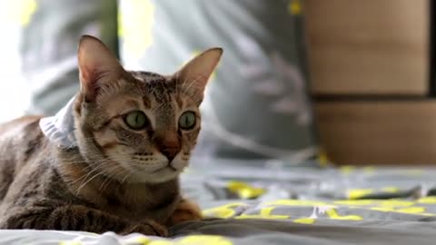 Cute Brown Thai Cat Lying on The Bed Free HD Video Clips & Stock Video Footage at videezy!