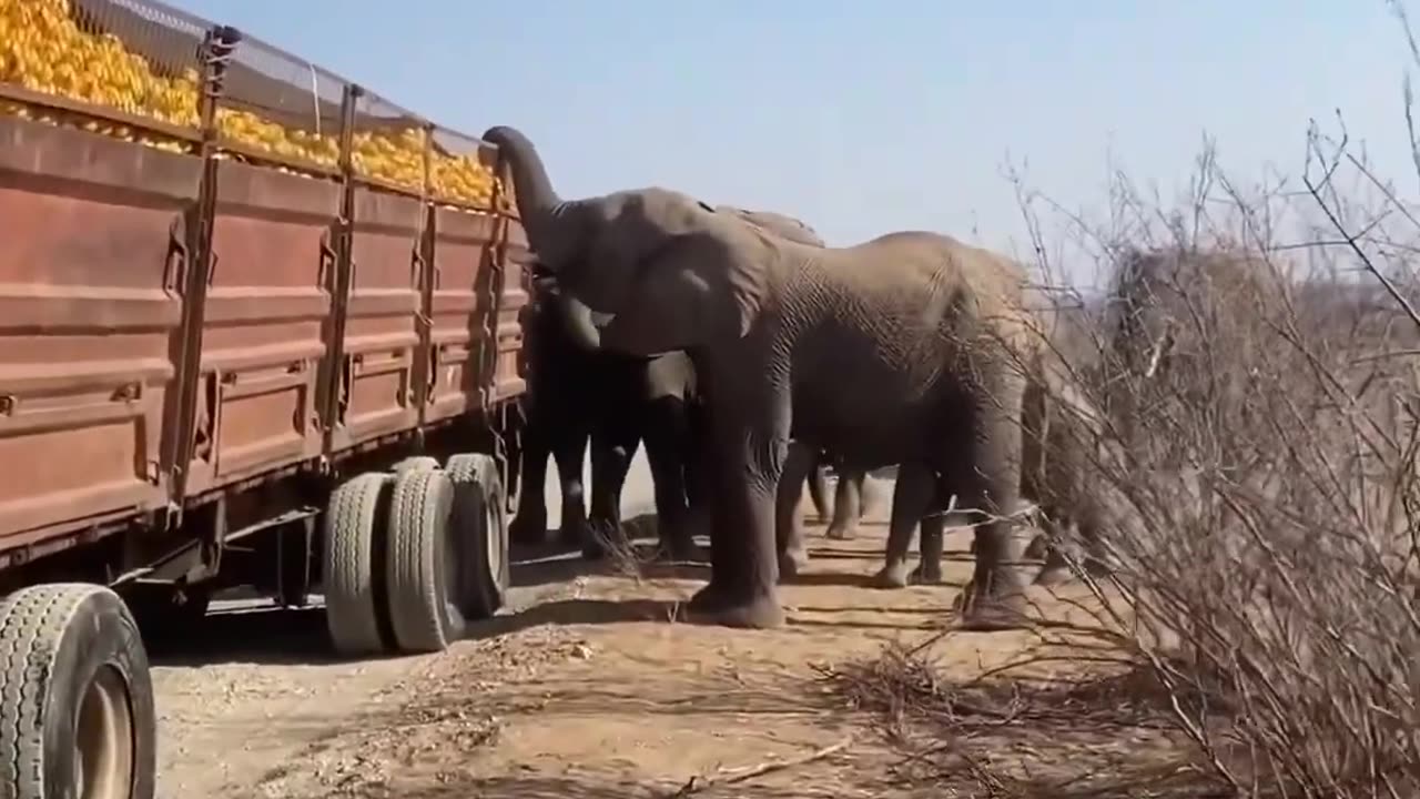 "When an Elephant Steals Your Food: A Hilarious Encounter!"