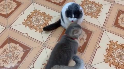 Funny cat video