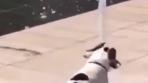 Dog playing water funny video