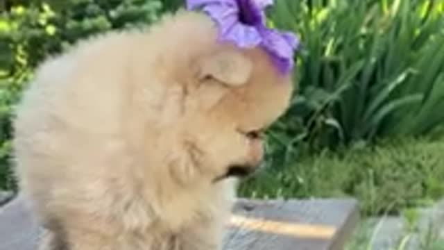 Try not to laugh funny dogs video compilation adorable dogs