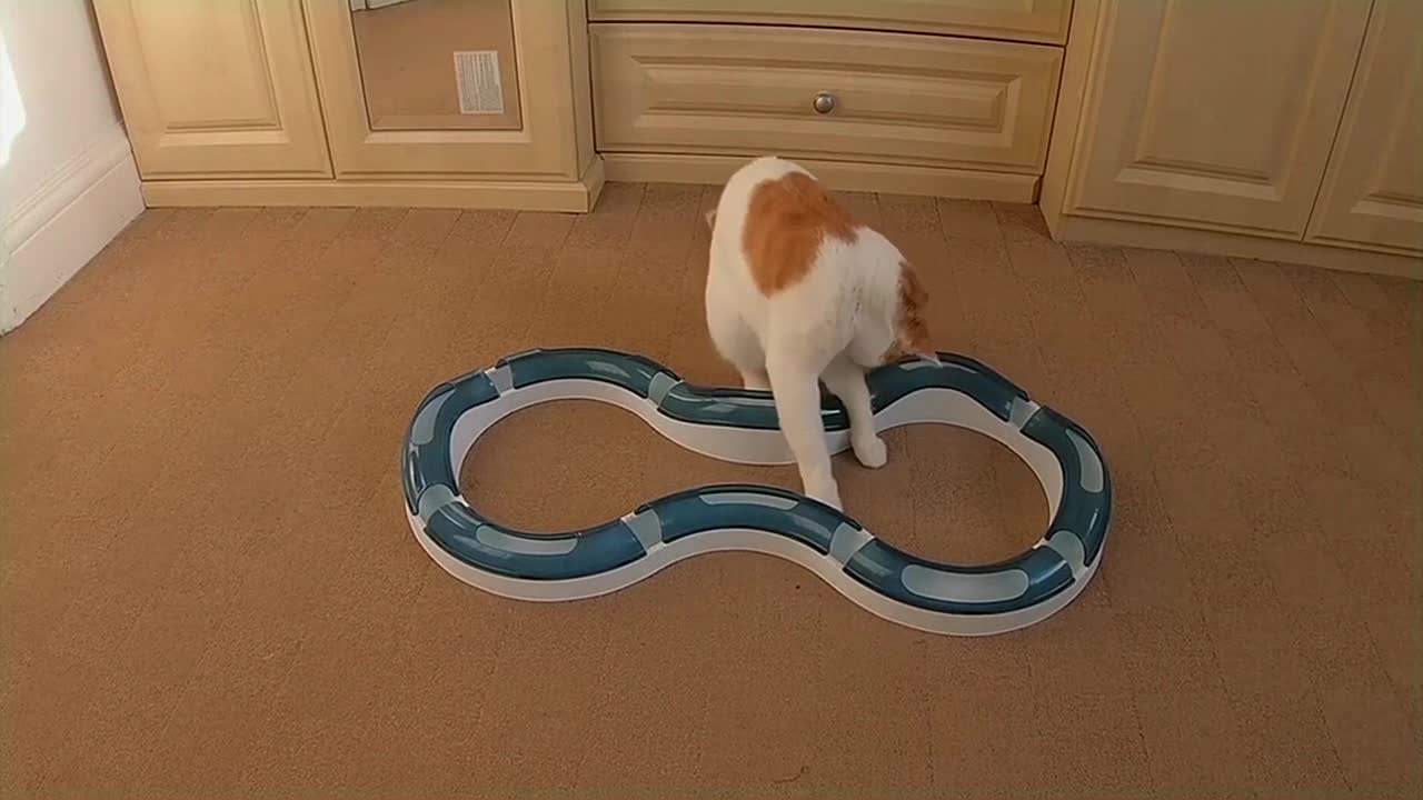 Cat Playing With Catit Senses Super Roller Circuit