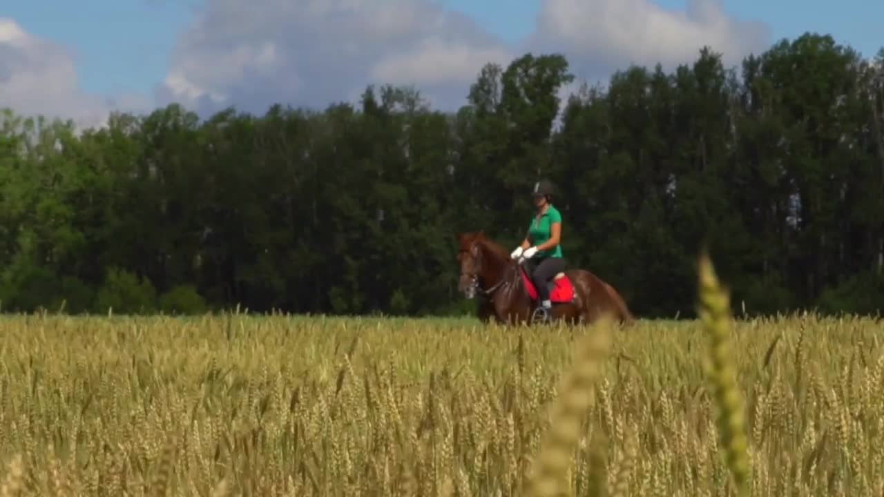 Young woman rider riding a horse on the field view throught the ears of wheat