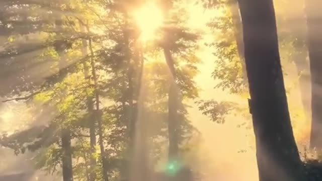 #rayoflight #thewoods #sun #aesthetic #beauty #tiktok #foryou #scenery