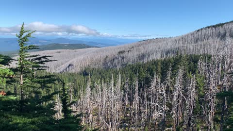 Oregon – Mount Hood – Eerie White Dead Tree Forest