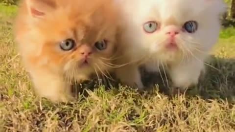 funny animals