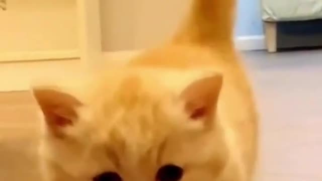 Cute cat🤭🤗🐈#funnyvideos #cutecat #shorts