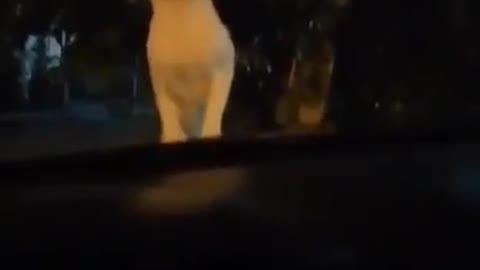 Cat get shocked by car horn