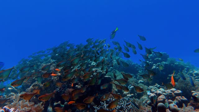 Fishing amazing video cute fish