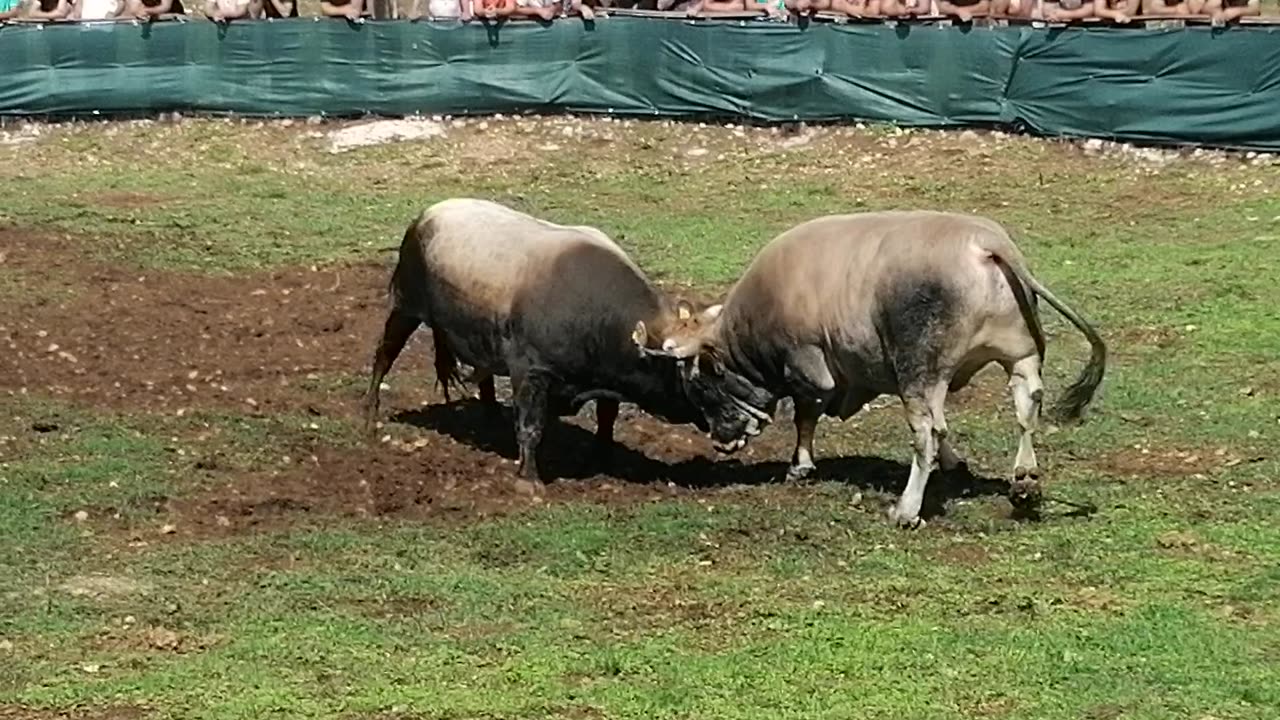 Zloćo od Buzova vs Lola od Perovića