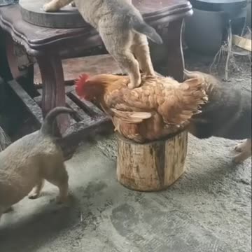 funny animal situations