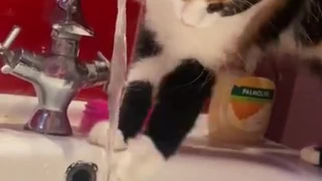 Cat Touches Water From the Faucet With Their Paws And Plays With It