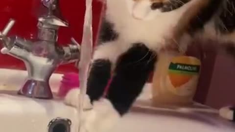 Cat Touches Water From the Faucet With Their Paws And Plays With It