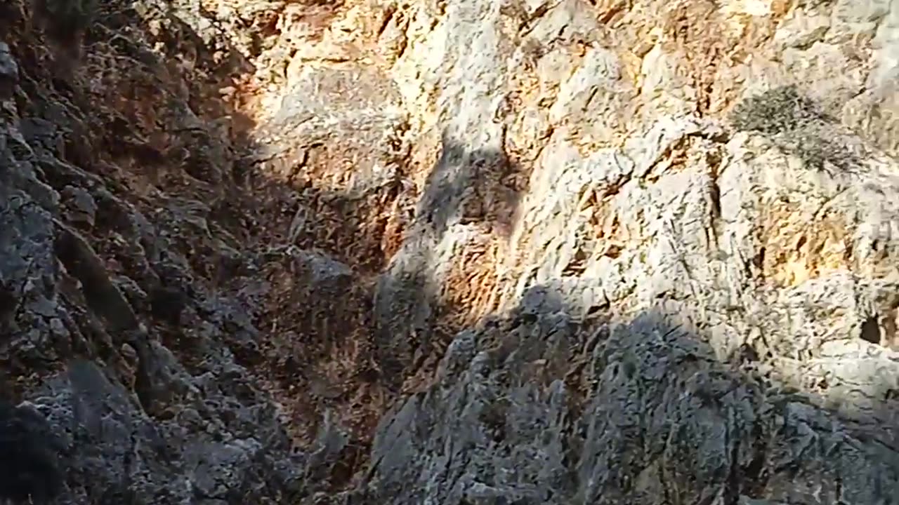 ΑΓΡΙΟΚΑΤΣΙΚΑ ΣΤΟ ΦΑΡΑΓΓΙ ΤΟΥ ΑΚΡΩΤΗΡΙΟΥ ΧΑΝΙΩΝ