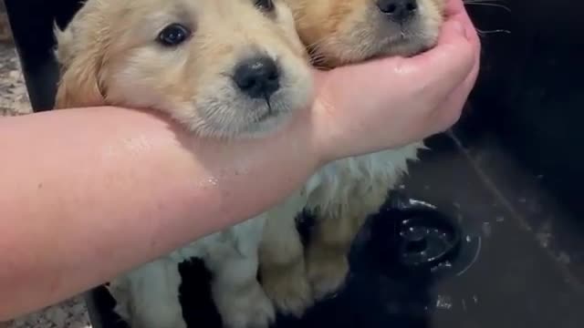 Puppies taking a bath 😍