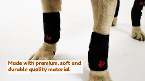 Dog Leg Braces For Mobility & Stability Support