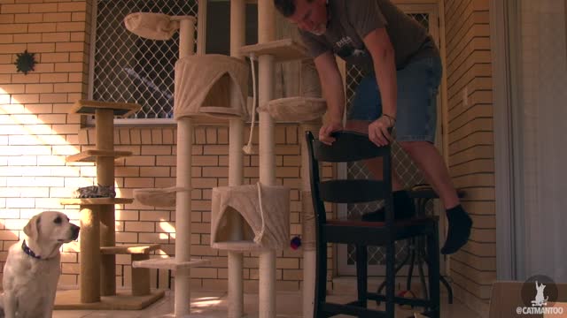 Kitty Chooses Box Instead Of A Cat Tree, And It's Hilarious