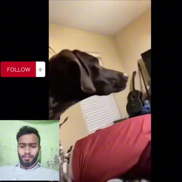 funny animal video. funny video. cat and dog. funny dog. Funny cat.