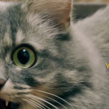 Supporting Your Cat #cat #catbehavior #kitten