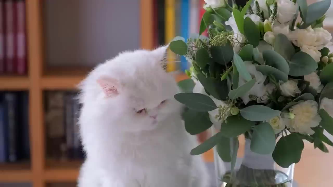 10 Fun cats| pet animals