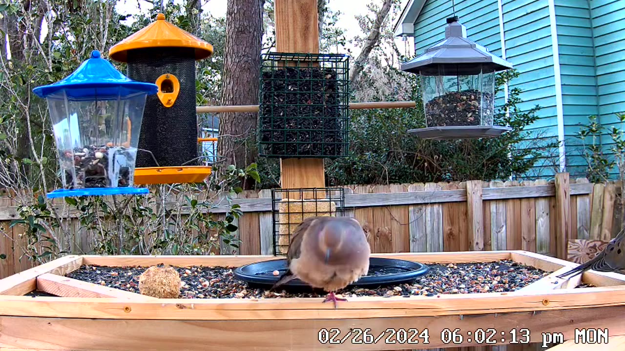 QuickClip: Mourning Dove Grooming-Why Is This SO Entertaining??😂