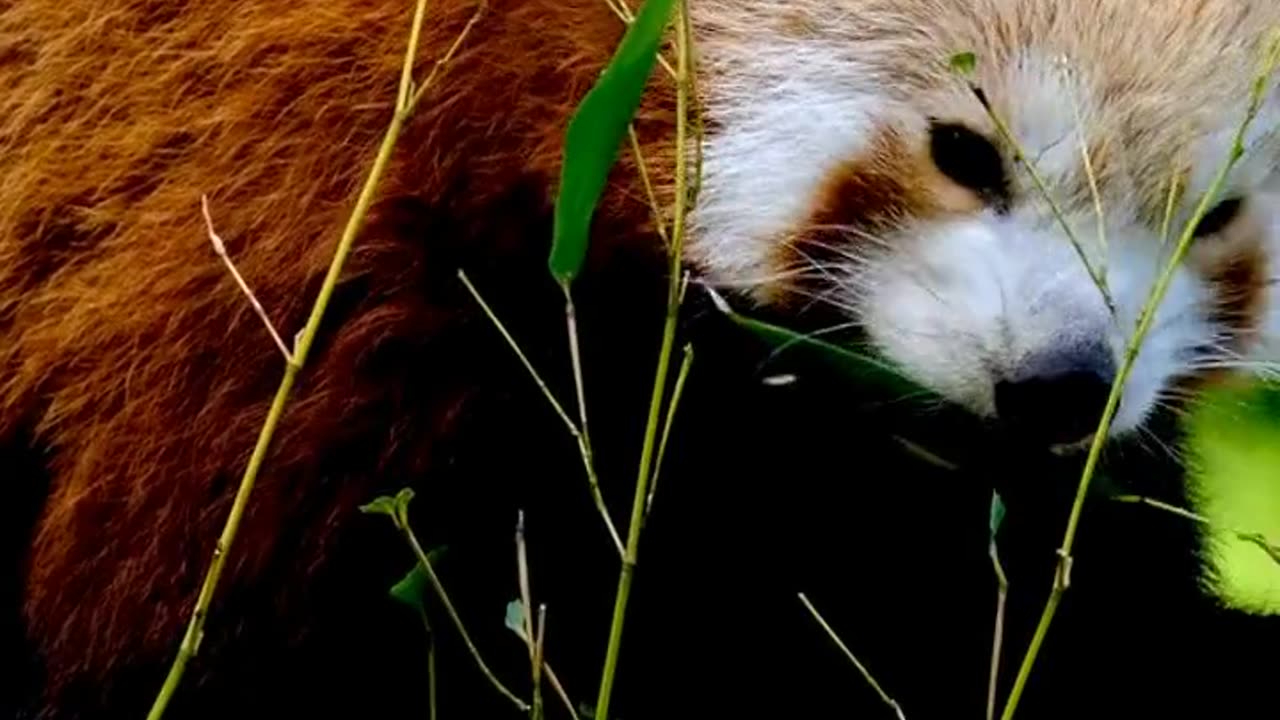 Red Pandas। Some Information About Red Pandas