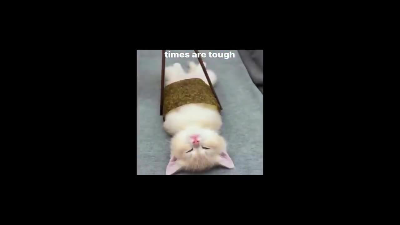 Funny cat videos