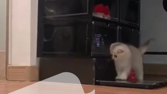 cute little cat