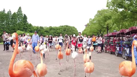 Flamingos