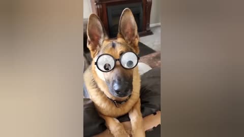 Try not laugh