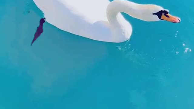 Comfortable duck