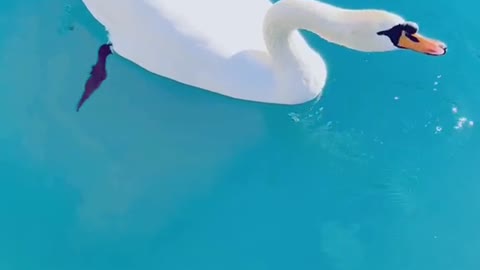 Comfortable duck