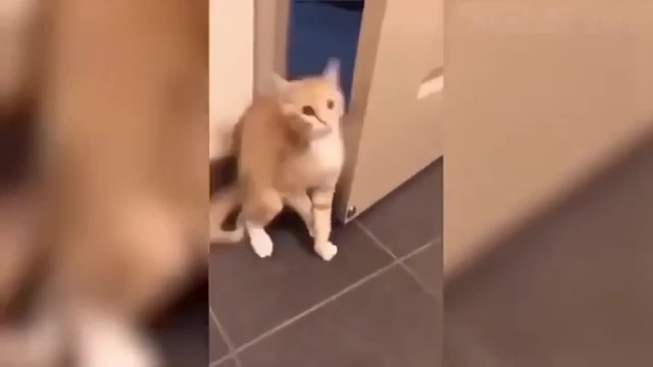 Funny cat video