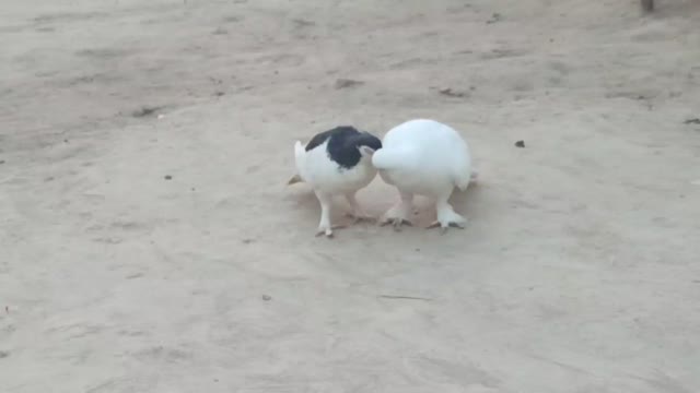 Video of pigeons growing up || This is a video of Sharazi pigeon || a baby hatched an egg spoiled