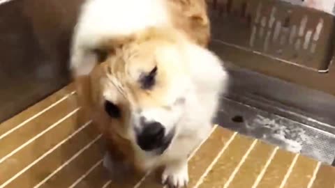 Dog Struggles With Owner While They Push Him to Take Bath