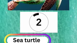 Fish Frenzy 23 A fast-paced quiz