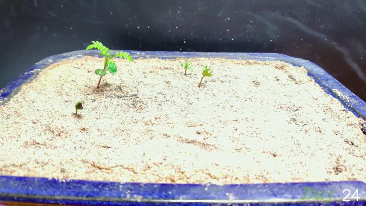 Growing JACARANDA Bonsai Forest from Seeds - 114 Days Time Lapse