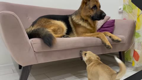 Tiny Puppy Demands Attention from German Shepherd