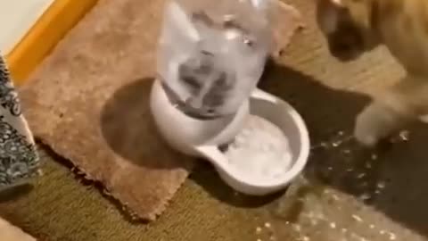 Funny Cats and Dogs 🐱🐶 _ Funny Animal Videos #13