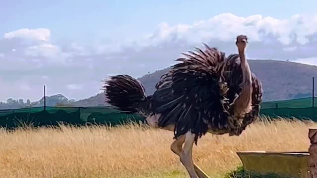 Ostrich Dances in Circles