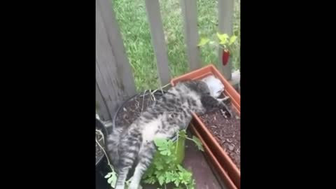 Funny animals"funny cat"funny animal vidio..