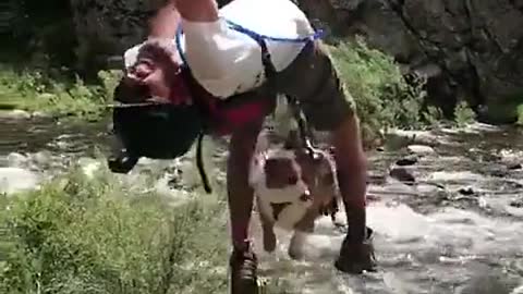 Adventure corgi 😏