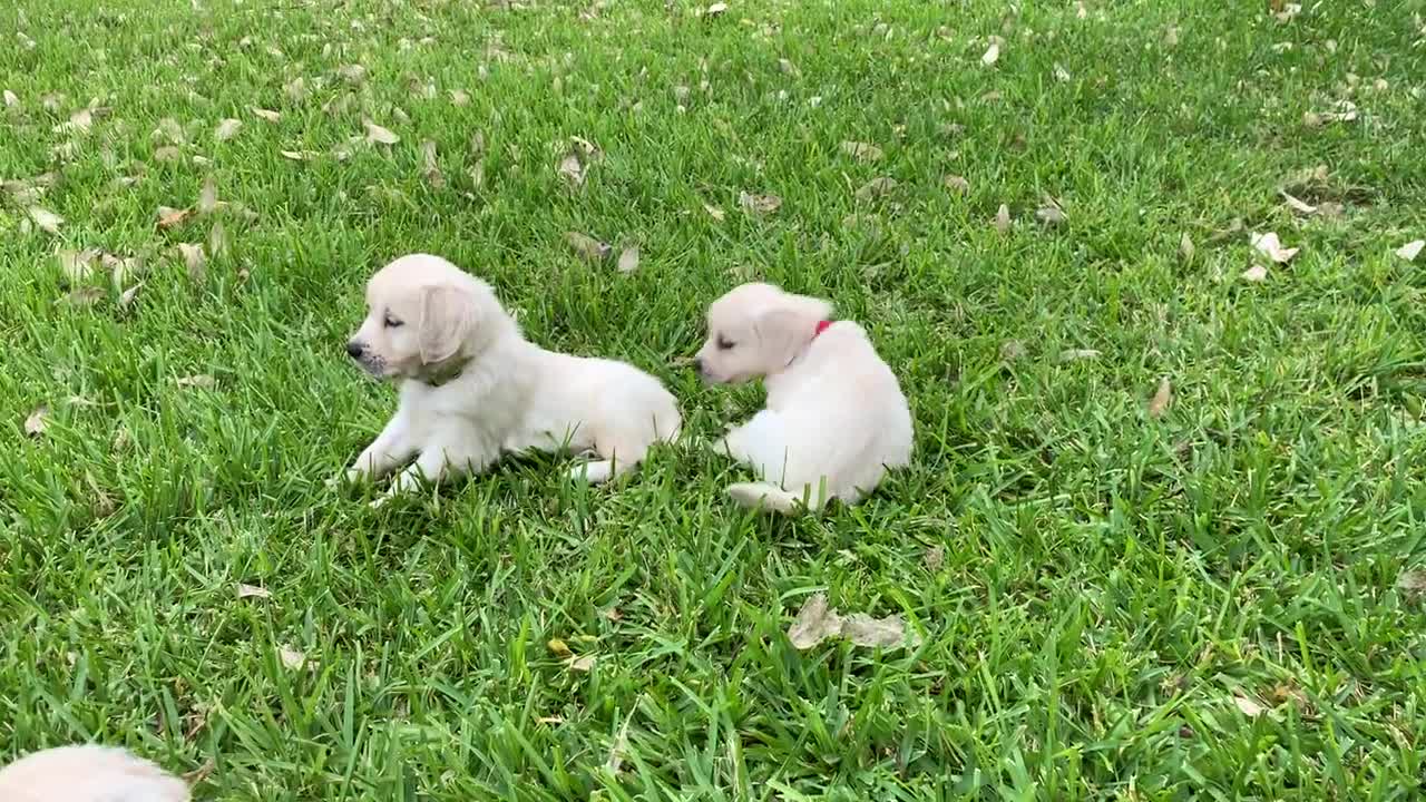 Pups in Evan's yard