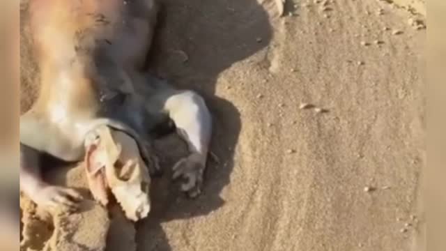 Man finds ''ALIEN CREATURE'' on beach after flooding #alien #aliens #curiosidades